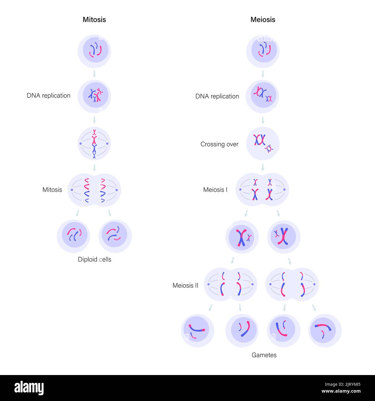 Mitosis and meiosis, illustration Stock Photo - Alamy