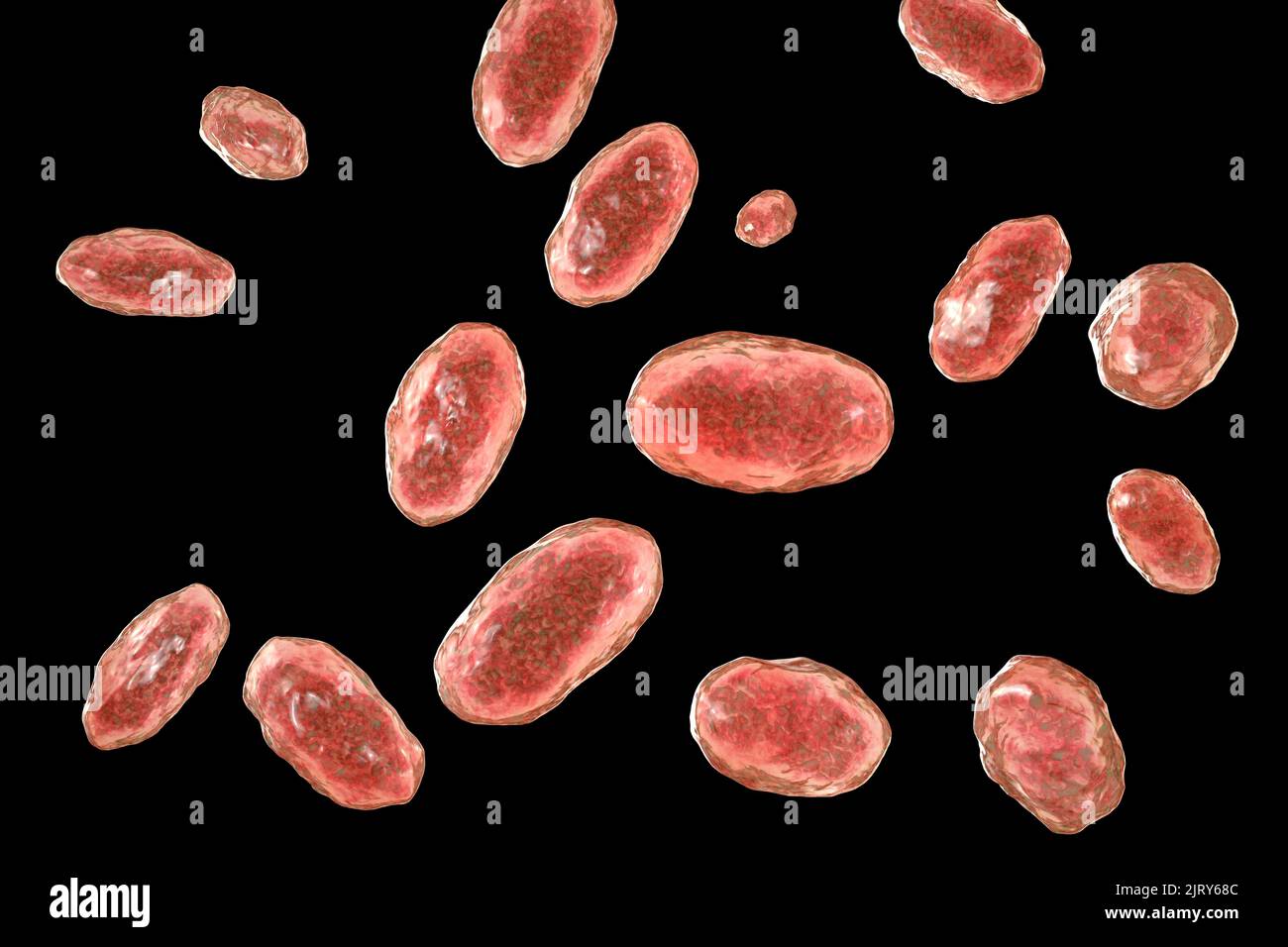 Yersinia enterocolitica bacteria, illustration Stock Photo