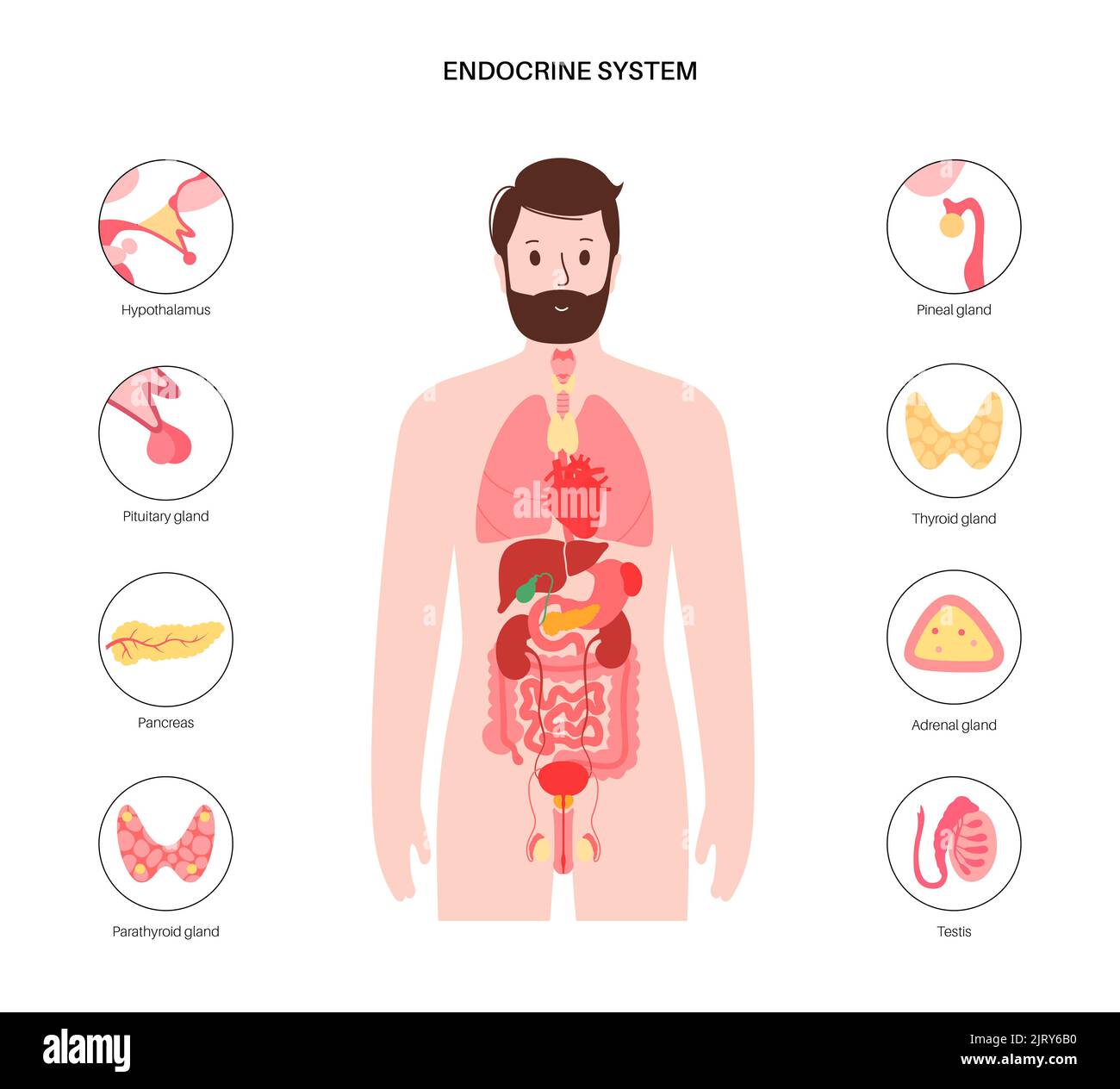 Human endocrine system, illustration Stock Photo Alamy