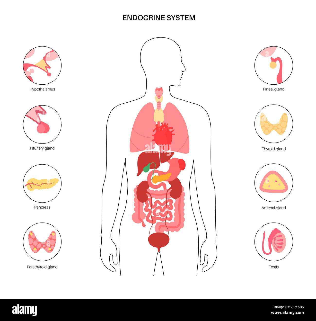 Endocrine Glands Diagram For Kids Biology Diagrams