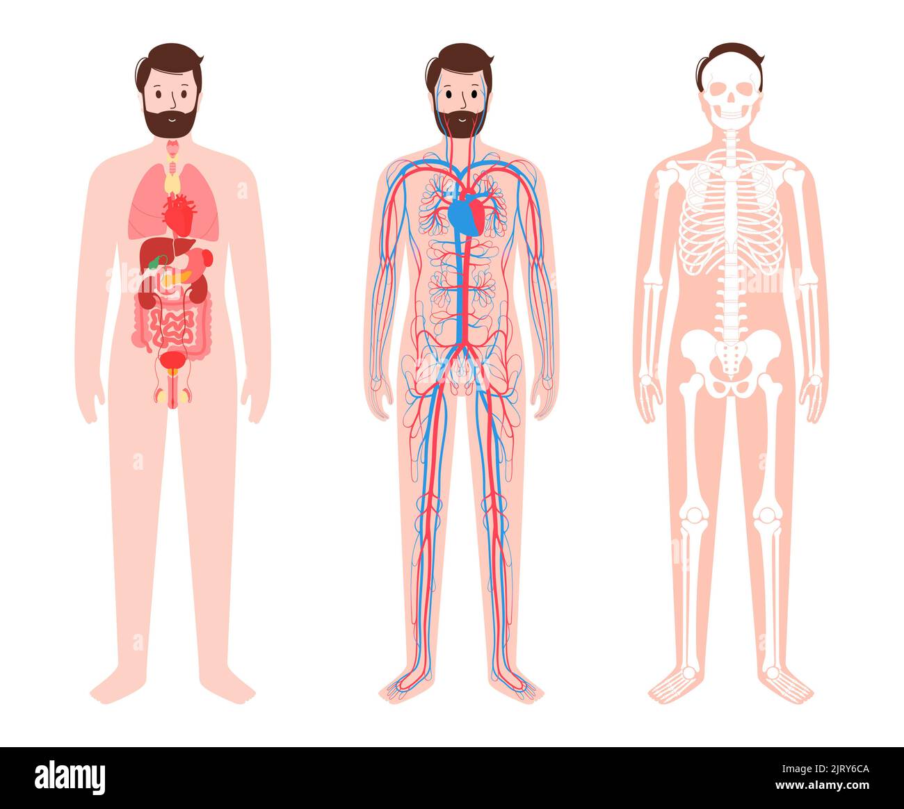 Human body systems, illustration Stock Photo - Alamy