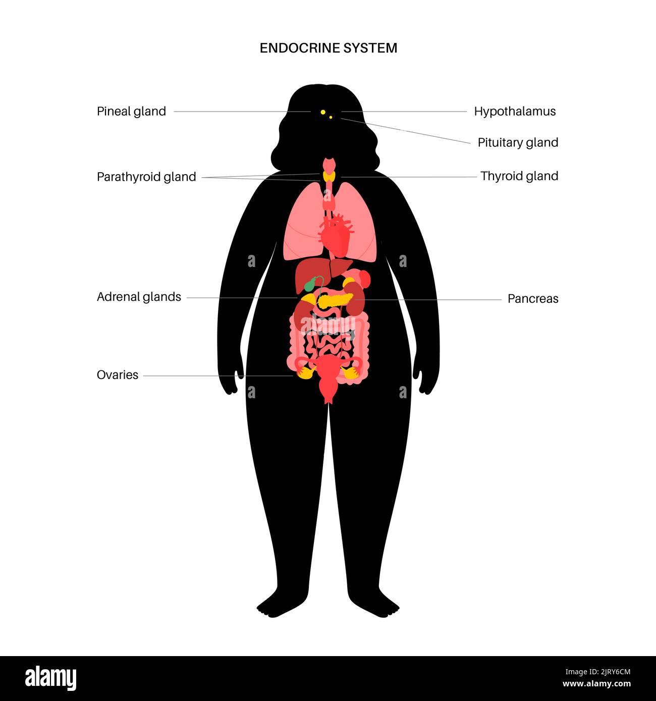 Human endocrine system, illustration Stock Photo Alamy