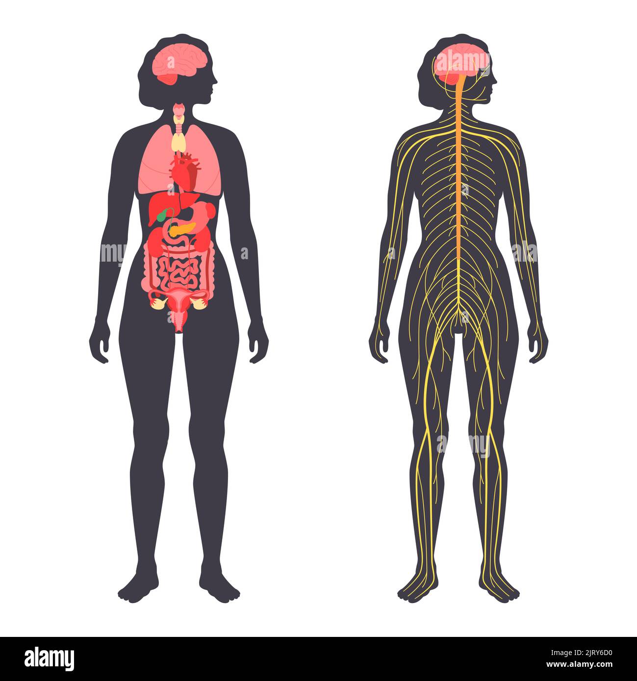 Diagram of the autonomic nervous system hi Biology Diagrams