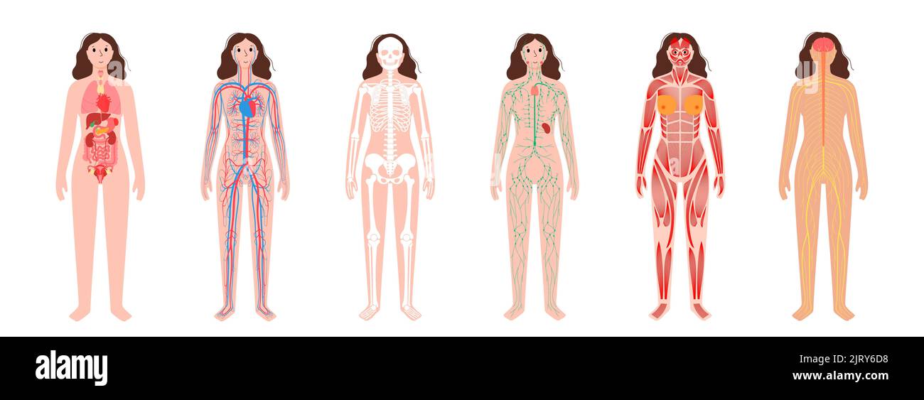 Human body systems, illustration Stock Photo - Alamy