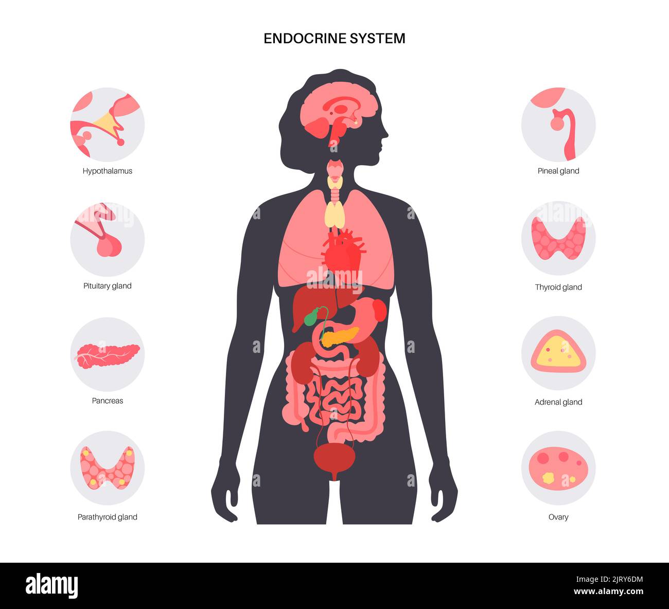 Human endocrine system, illustration Stock Photo