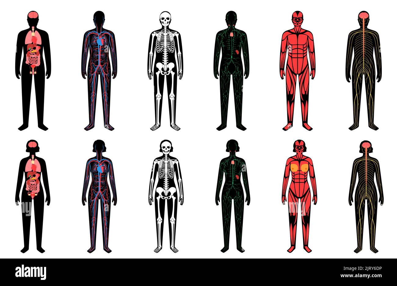 Human body systems illustration stock photo alamy