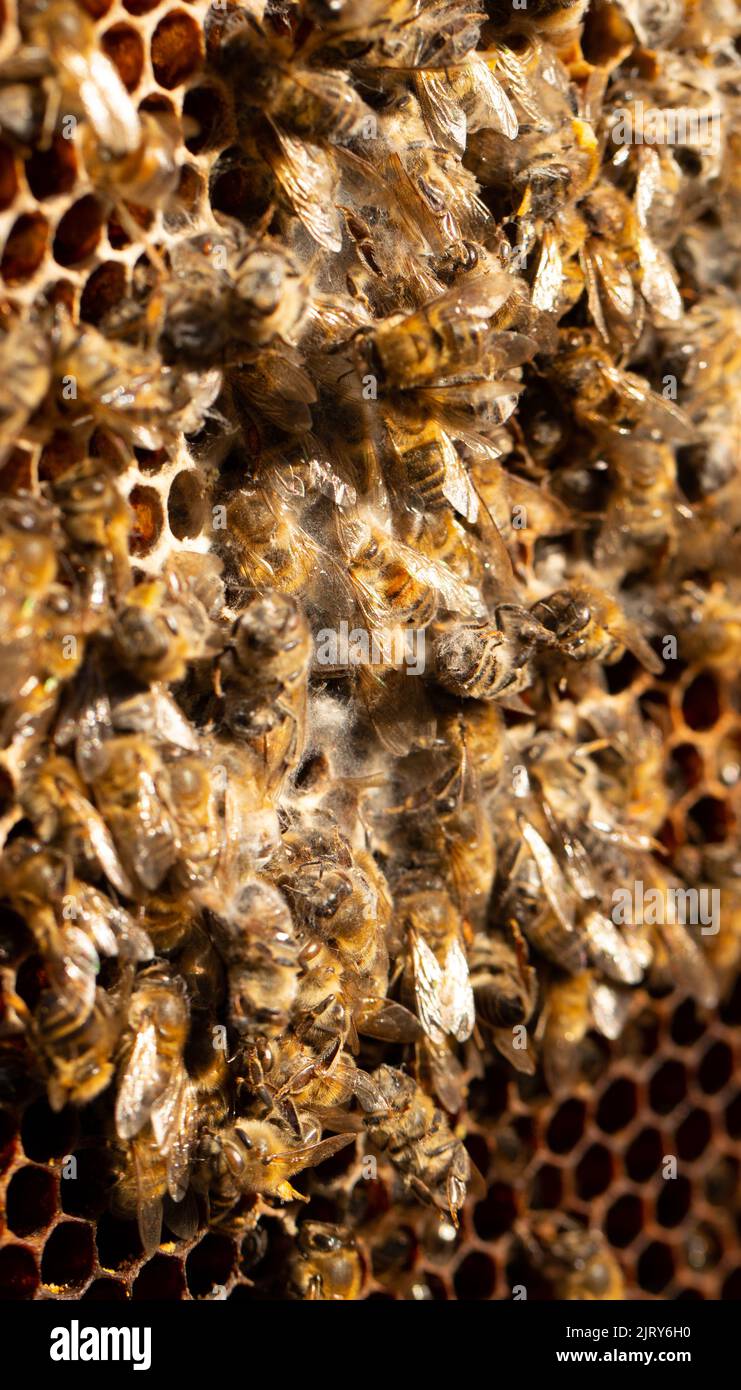 Disorder of the bee colony. Dead bees on empty combs. Death of the nest