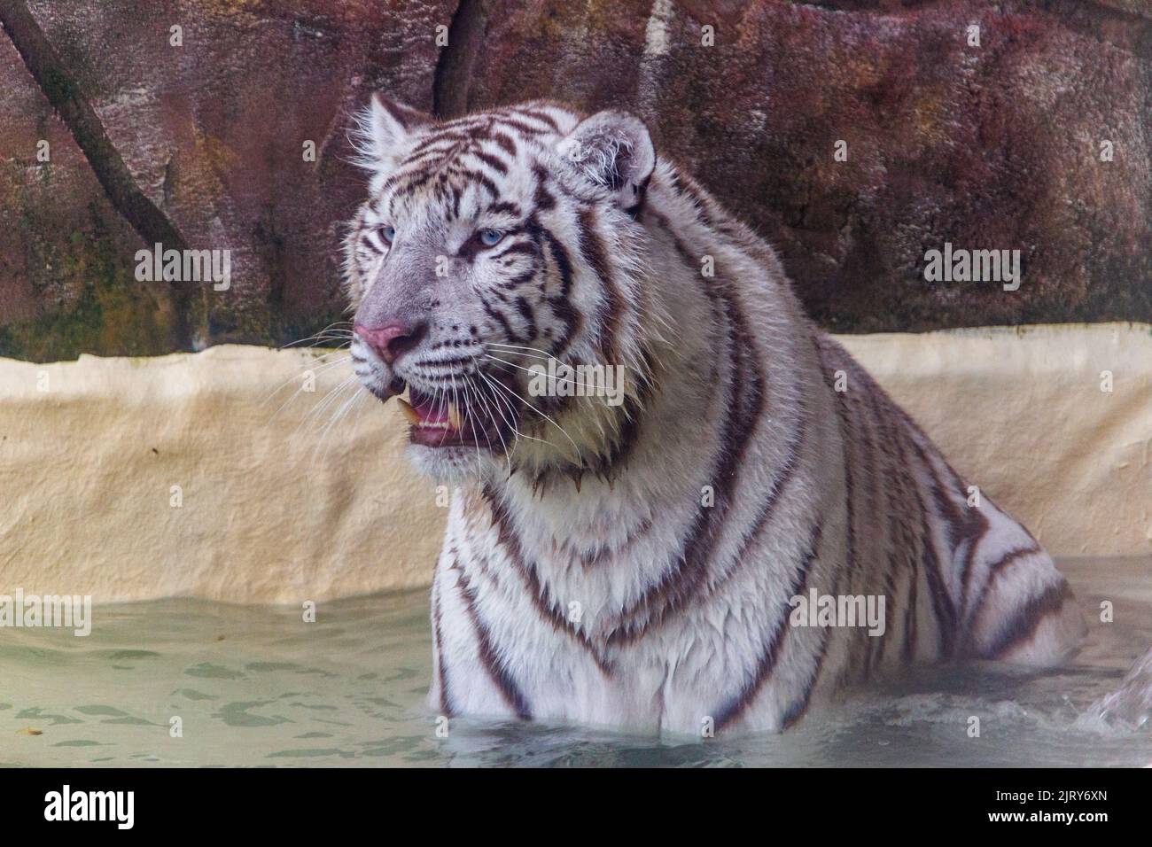 Beto carrero world park hi-res stock photography and images - Alamy