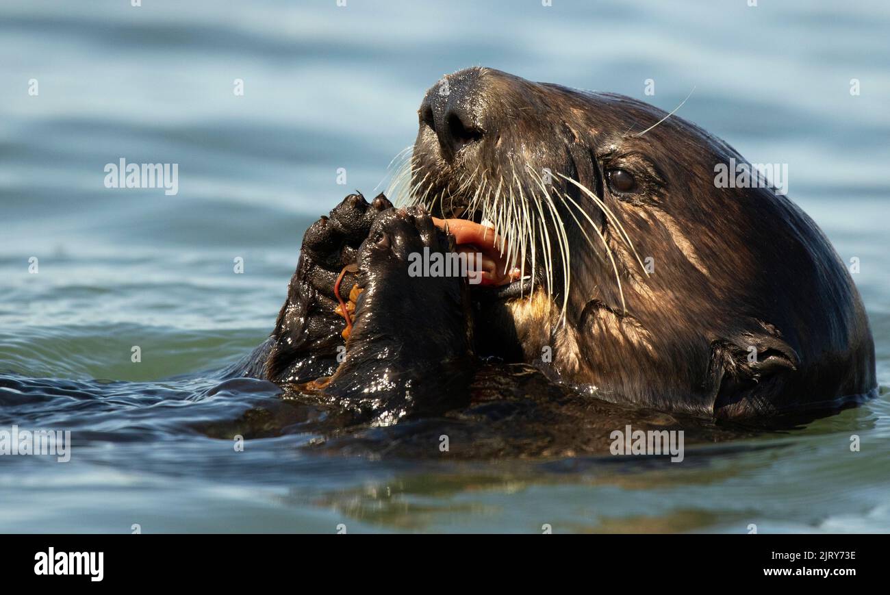 A Sea Otter taking a bite Stock Photo