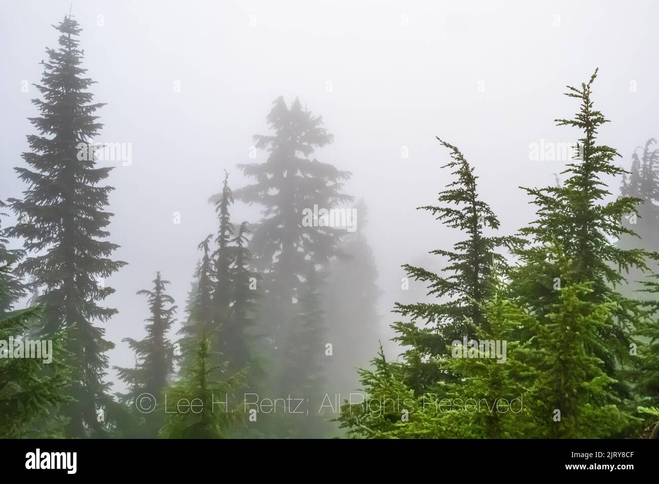 Forest around Evergreen Mountain Lookout on a foggy morning, Mt. Baker–Snoqualmie National Forest, Washington State, USA Stock Photo