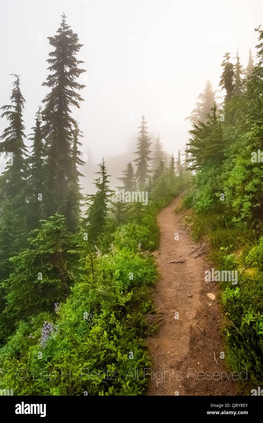 Forest around Evergreen Mountain Lookout on a foggy morning, Mt. Baker–Snoqualmie National Forest, Washington State, USA Stock Photo