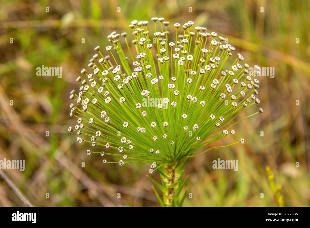 white flower known as always alive outdoors in Brazil. Stock Photo