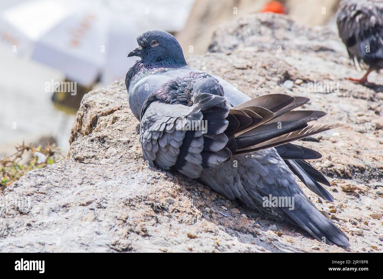 couple of pigeons lying on a rock in Rio de Janeiro. Stock Photo
