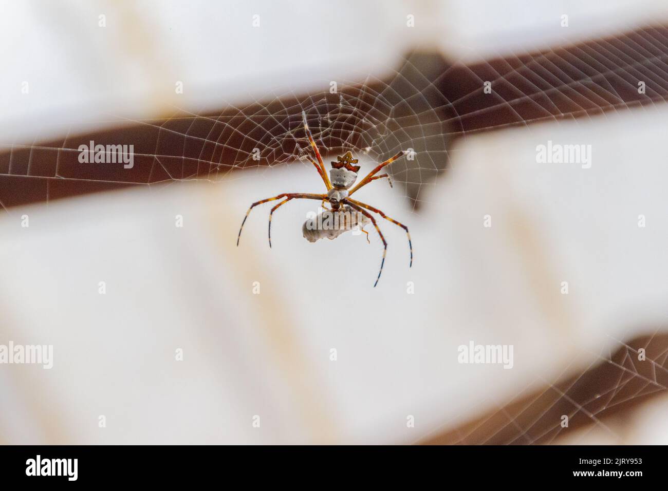 silver spider feeding on an insect in rio de janeiro Brazil. Stock Photo