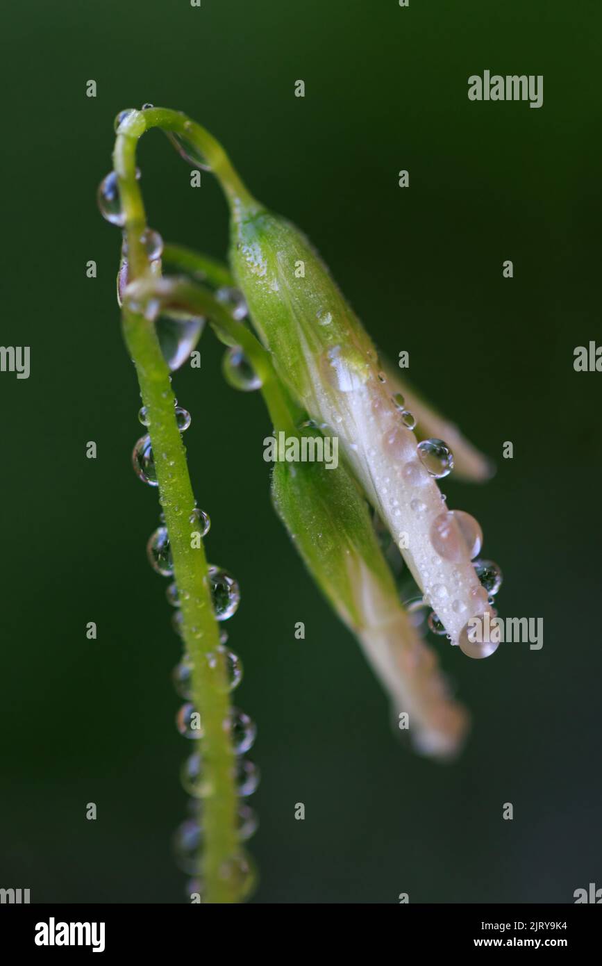 Macro image of Shamrock flower with waterdrops Stock Photo