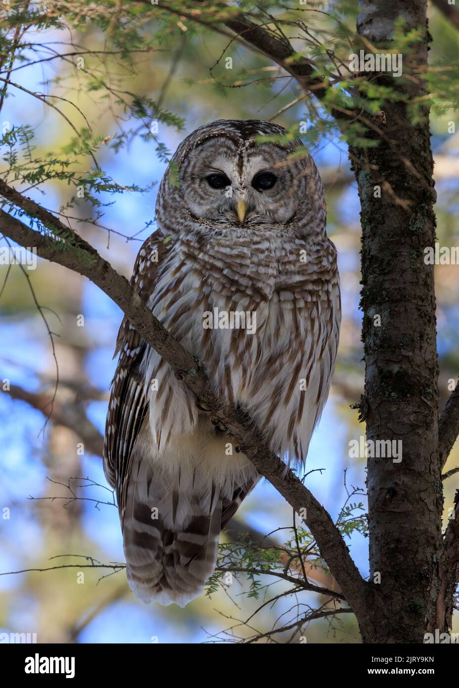 Perching Barred Owl Stock Photo