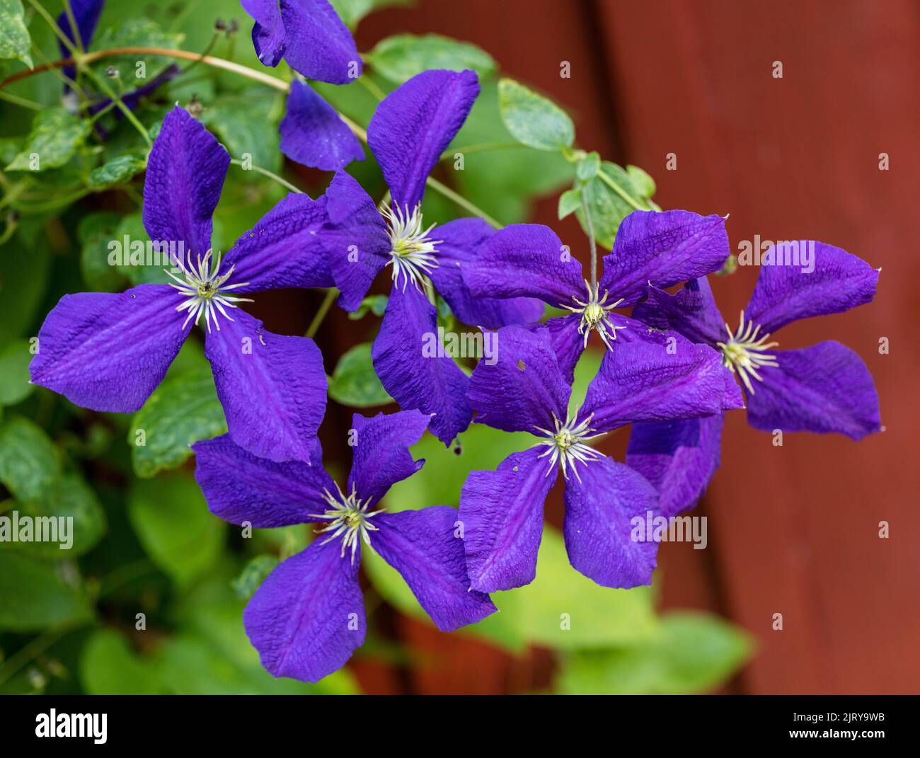 'Jackmanii' Late large-flowered group, klematis (Clematis hybrid) Stock Photo