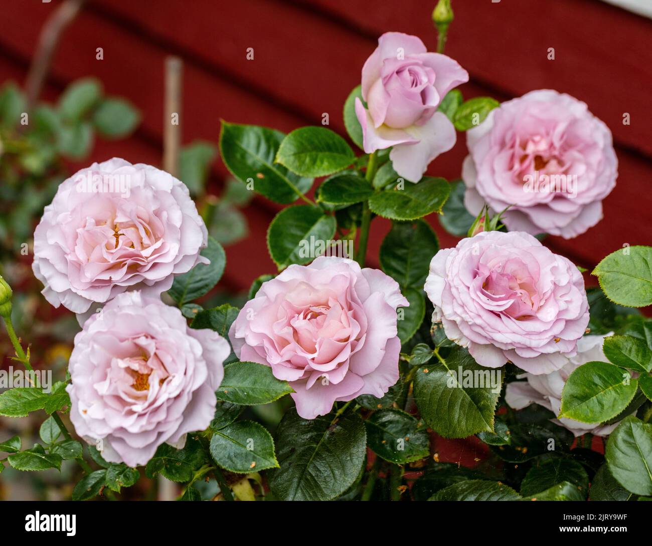 'Blue Girl, Cologne Carnival, Kölner Karneval, KORgi' Hybrid Tea Rose, Tehybridros (Rosa) Stock Photo