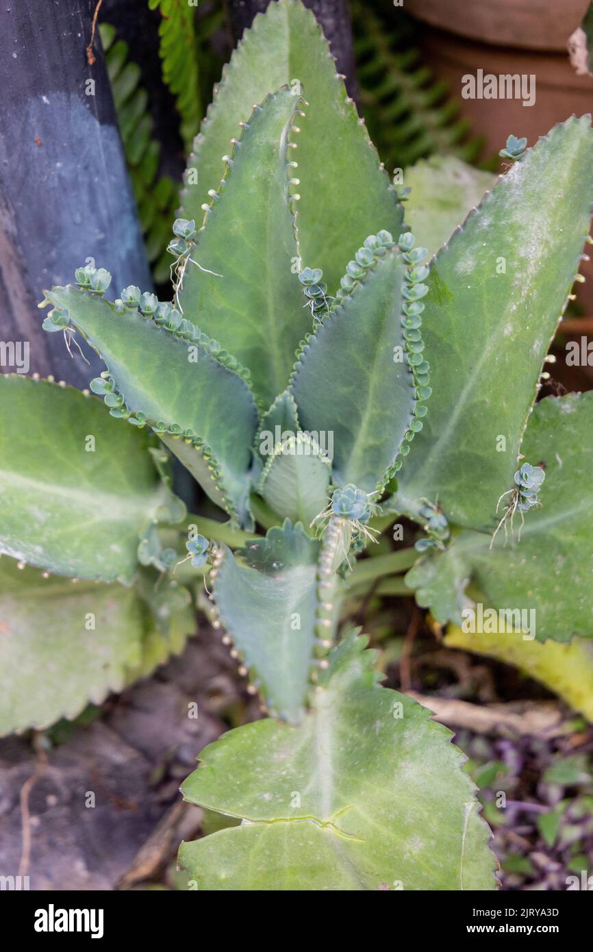 known plant with mother of thousands or mother of thousands in rio de janeiro Brazil. Stock Photo