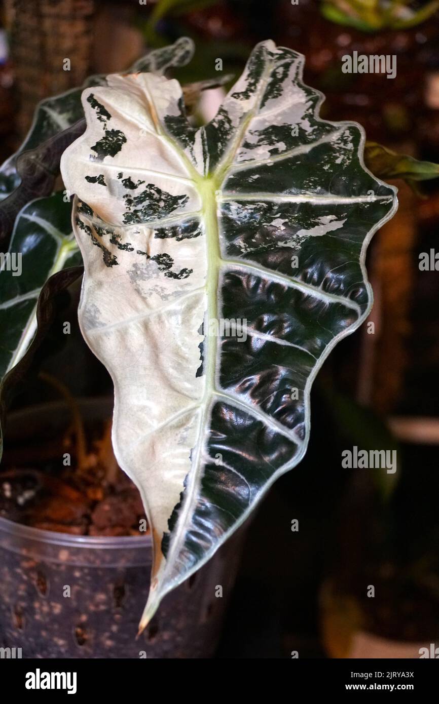 Rare alocasia amazonica hi-res stock photography and images - Alamy