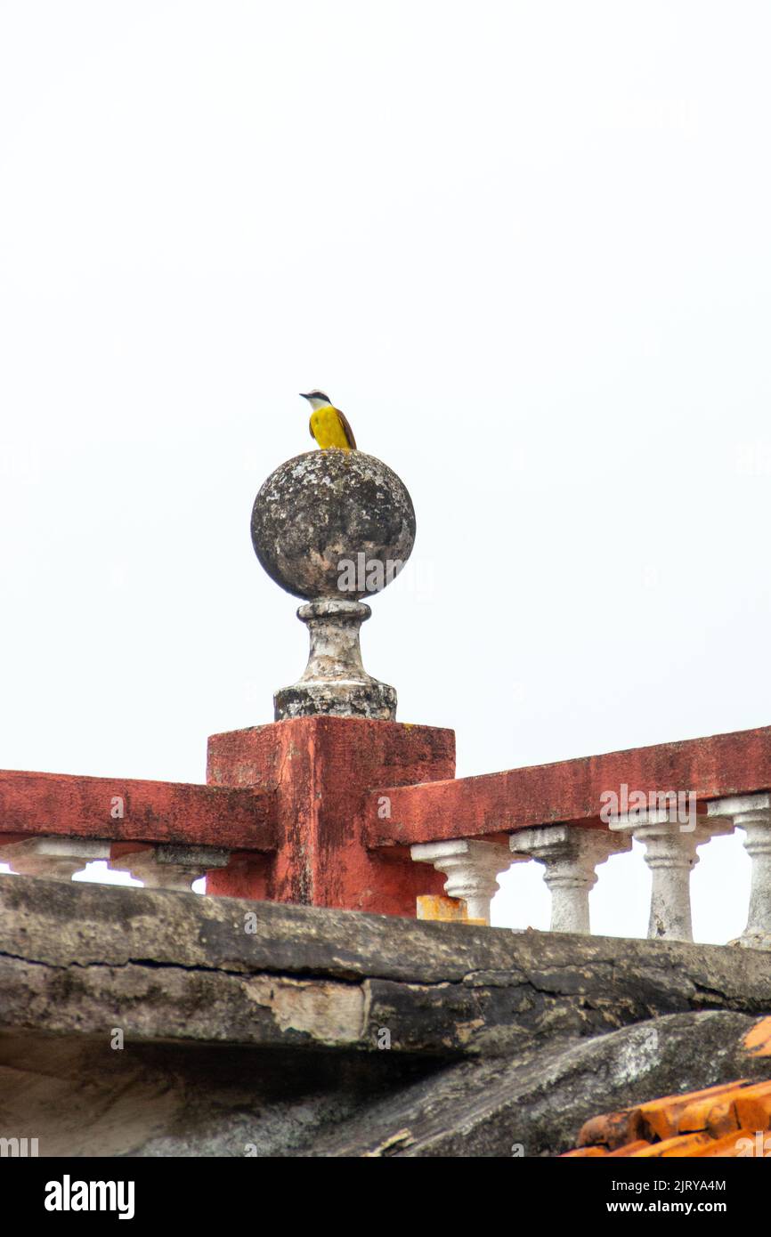 bird known as well I saw you standing on the roof of a house in Rio de Janeiro. Stock Photo