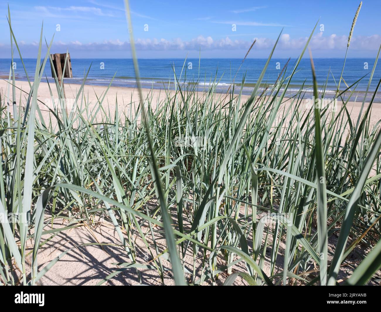 Beach at the Baltic Sea. Coastal scenery with sandy beach, dunes with grass Stock Photo