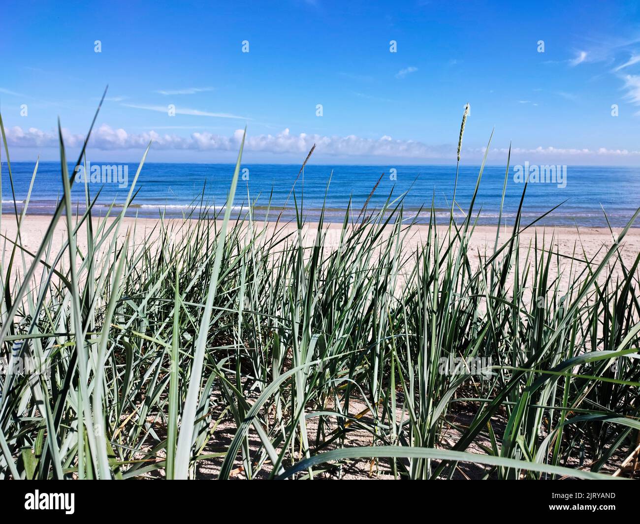 Beach at the Baltic Sea. Coastal scenery with sandy beach, dunes with grass Stock Photo