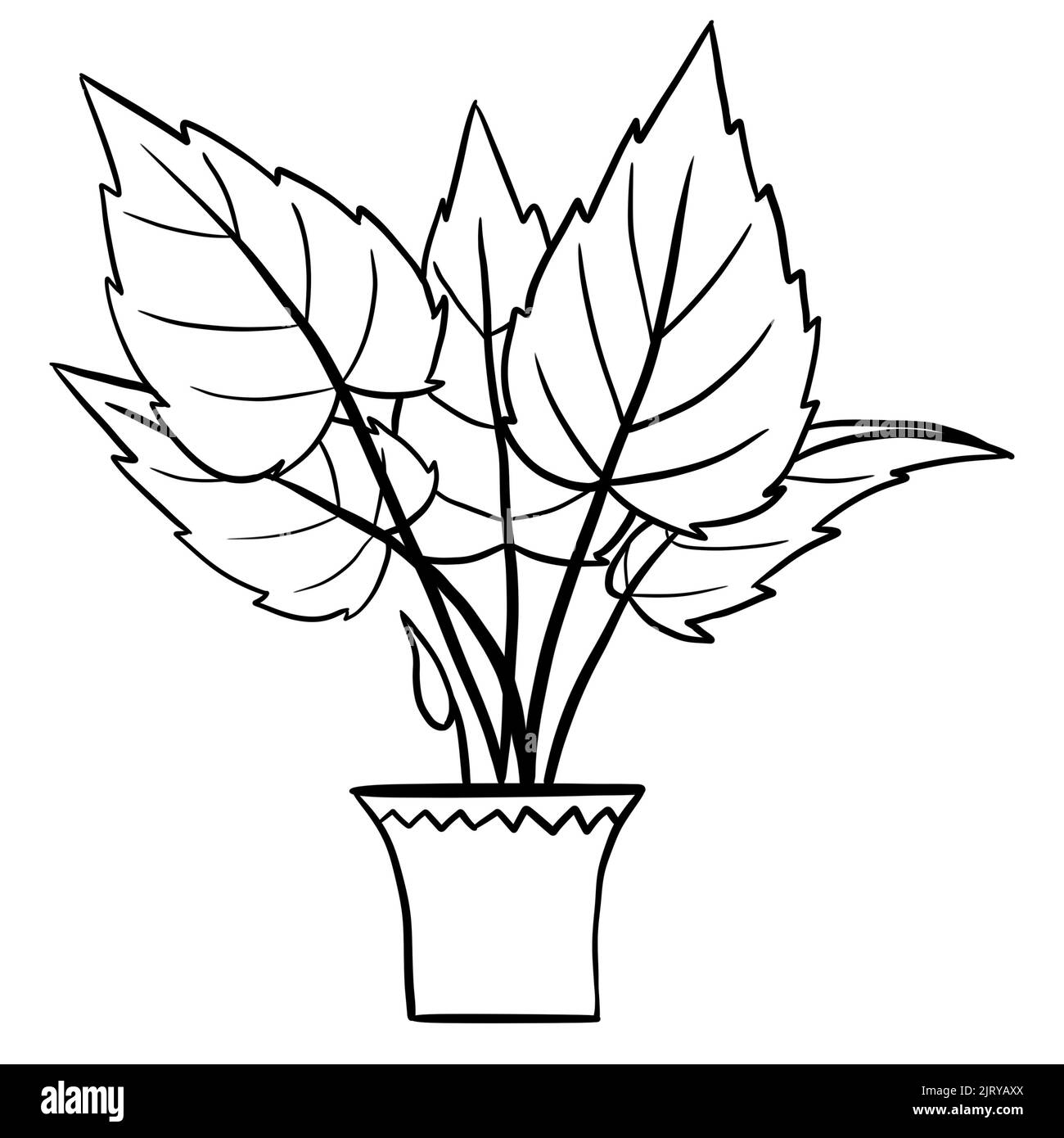 Alocasia begonia in a pot in black line outline cartoon style. Coloring book houseplants flowers plant for interrior design in simple minimalist design, plant lady gift Stock Photo