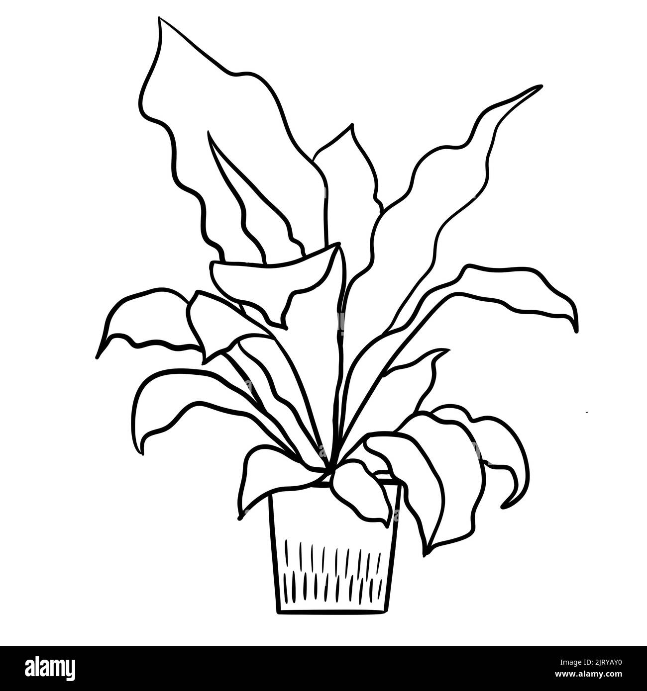Fern asplenium in a pot in black line outline cartoon style. Coloring book houseplants flowers plant for interrior design in simple minimalist design, plant lady gift Stock Photo