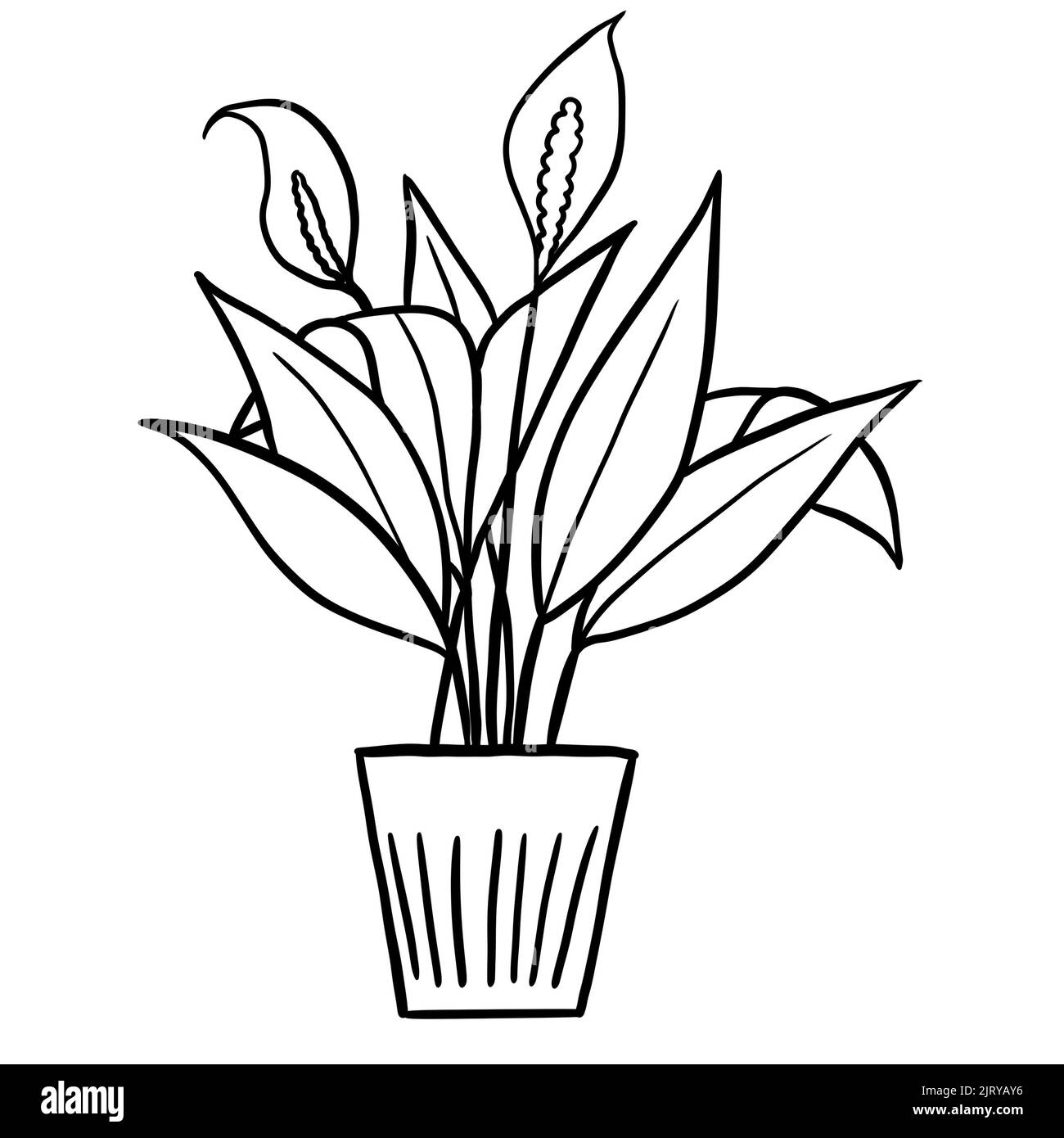 Peace lily spathiphyllum in a pot in black line outline cartoon style. Coloring book houseplants flowers plant for interrior design in simple minimalist design, plant lady gift Stock Photo