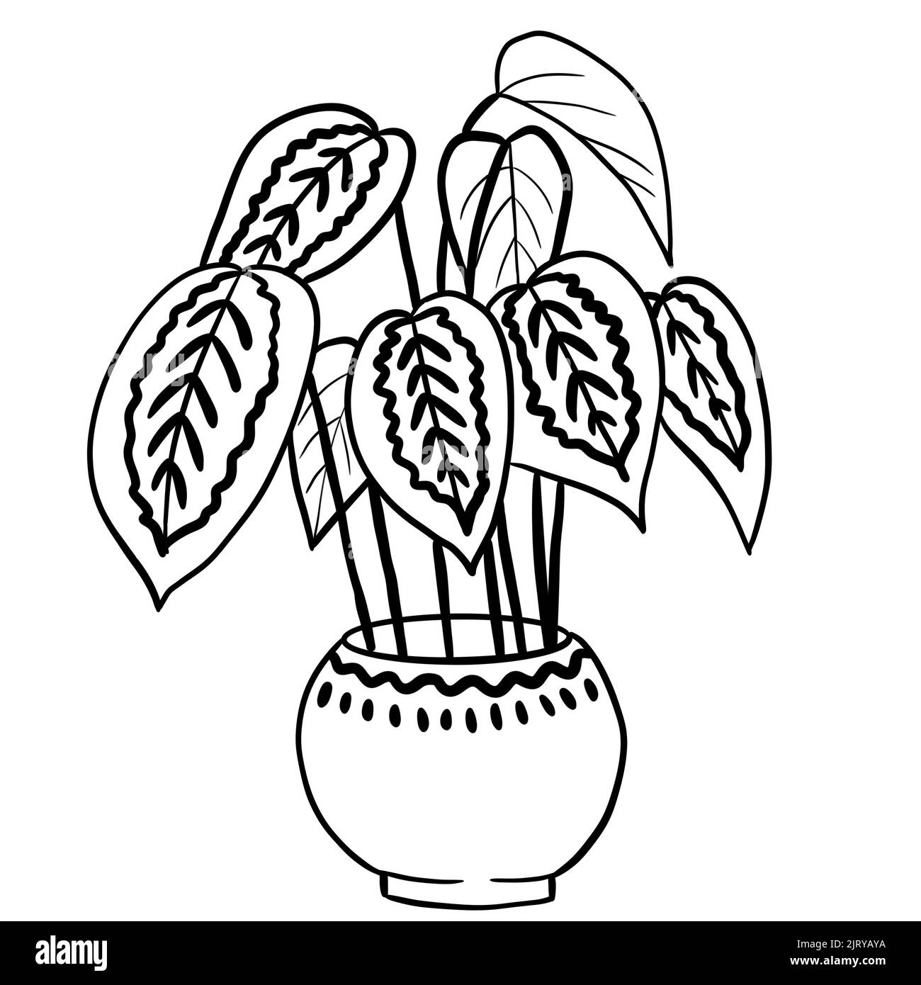 Calathea marantha in a pot in black line outline cartoon style. Coloring book houseplants flowers plant for interrior design in simple minimalist design, plant lady gift Stock Photo
