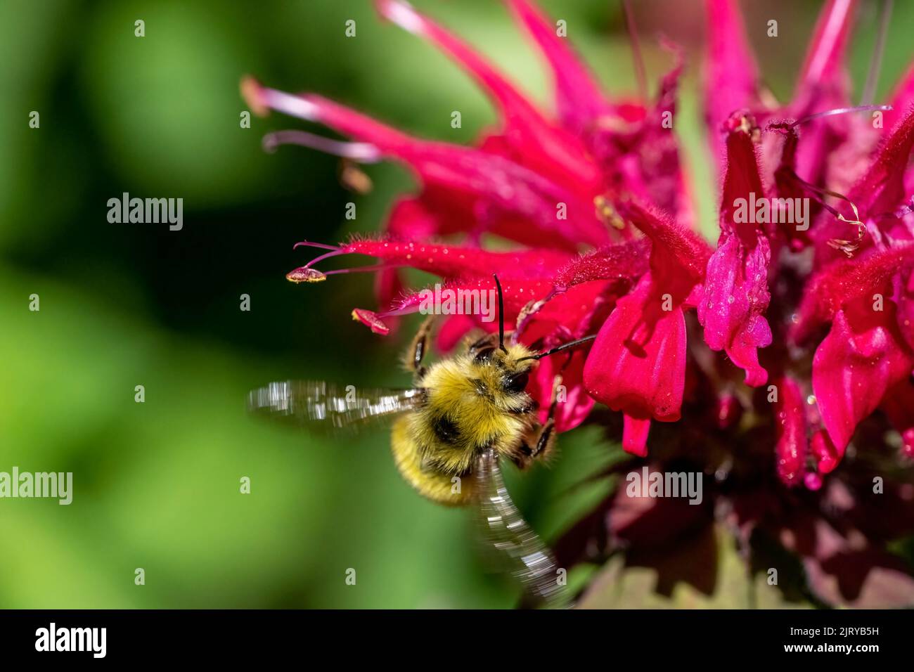 Issaquah, Washington, USA.  Bee Balm flower with Yellow Head Bumblebee. Stock Photo