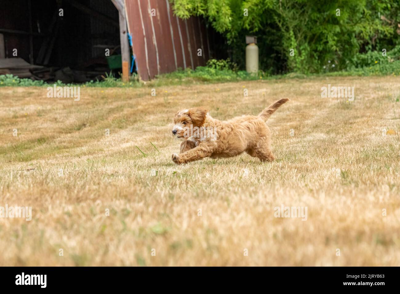 Issaquah, Washington, USA.  3-month old Aussiedoodle puppy named 'Bella' running across a field.  (PR) Stock Photo