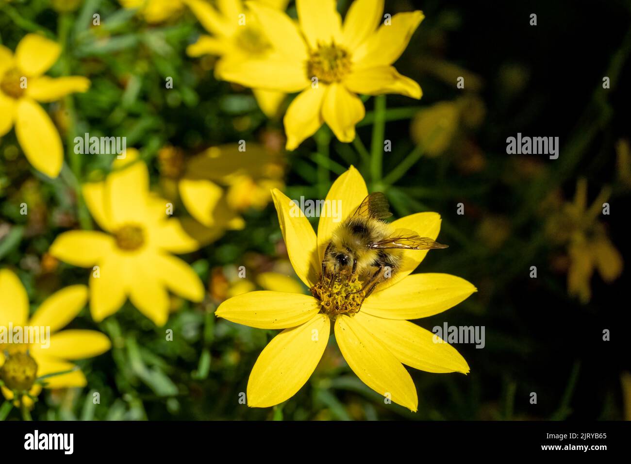 Issaquah, Washington, USA. Tickseed (Croeopsis verticillata 'Zagreb') flower with Yellow Head bumblebee. Stock Photo