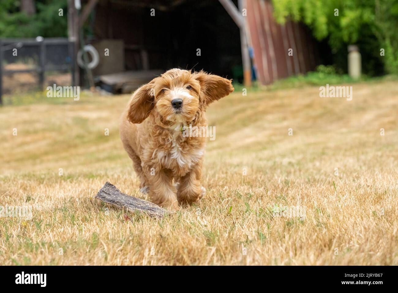 Issaquah Washington Usa 3 Month Old Aussiedoodle Puppy Named Bella