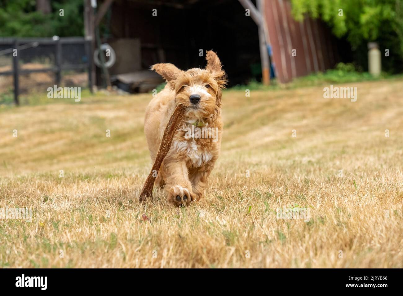 Issaquah, Washington, USA.  3-month old Aussiedoodle puppy named 'Bella' running with a beef chew stick.  (PR) Stock Photo