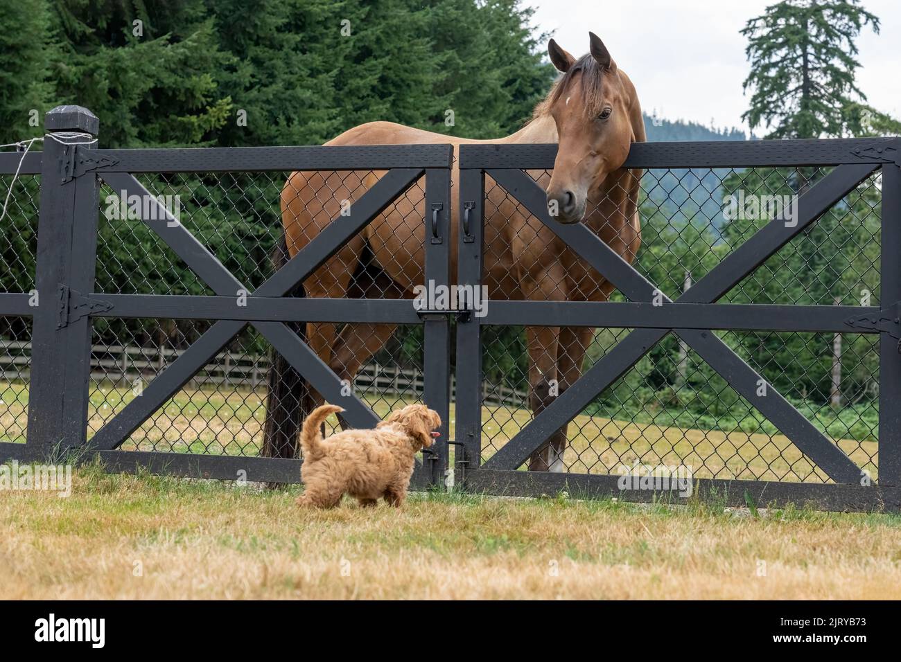 Issaquah, Washington, USA.  3-month old Aussiedoodle puppy named 'Bella' curiously looking at a horse in the field.  (PR) Stock Photo