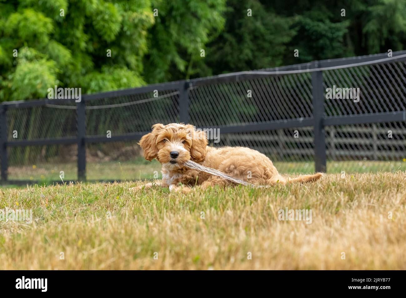 Issaquah, Washington, USA.  3-month old Aussiedoodle puppy named 'Bella' lying in the field with her chew stick. (PR) Stock Photo