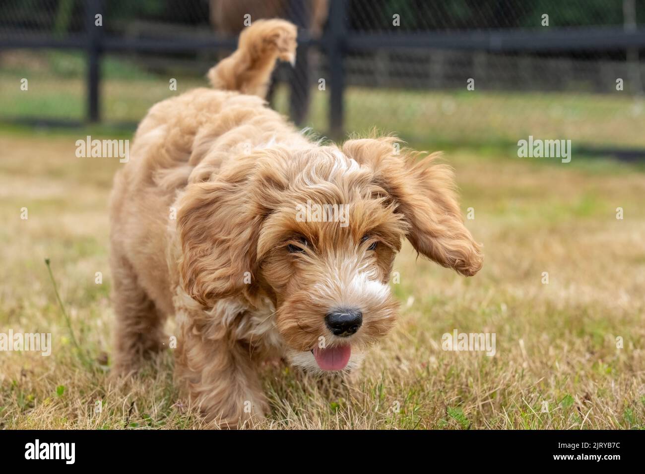 Issaquah, Washington, USA.  Close-up of a 3-month old Aussiedoodle puppy named 'Bella' in a field.  (PR) Stock Photo