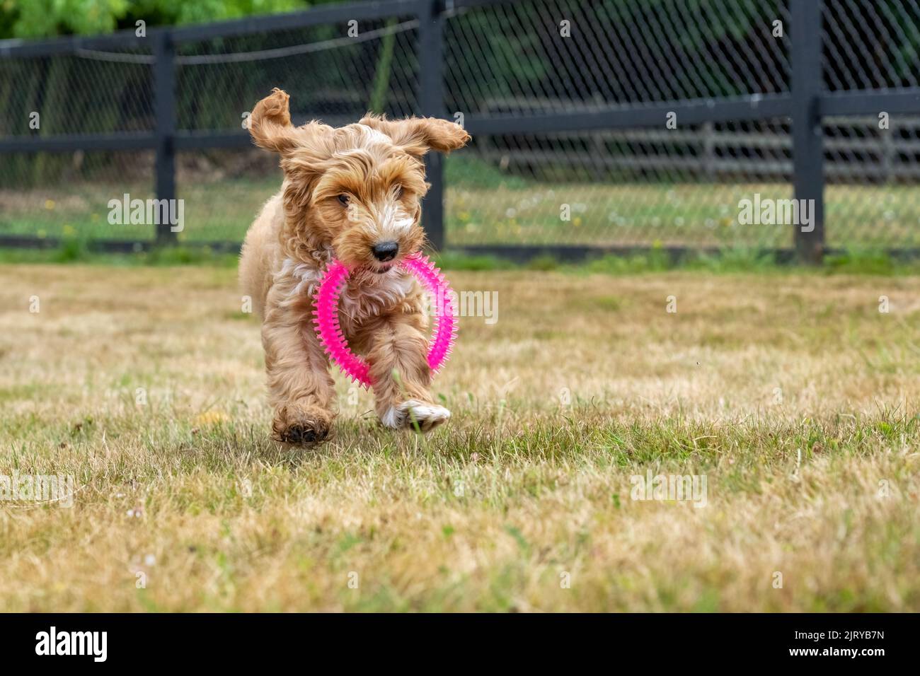 Issaquah, Washington, USA.  3-month old Aussiedoodle puppy named 'Bella' tripping on a pink plastic ring she was carrying.  (PR) Stock Photo