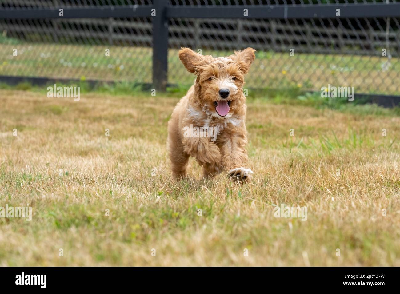 Issaquah, Washington, USA.  3-month old Aussiedoodle puppy named 'Bella' running in the field.  (PR) Stock Photo