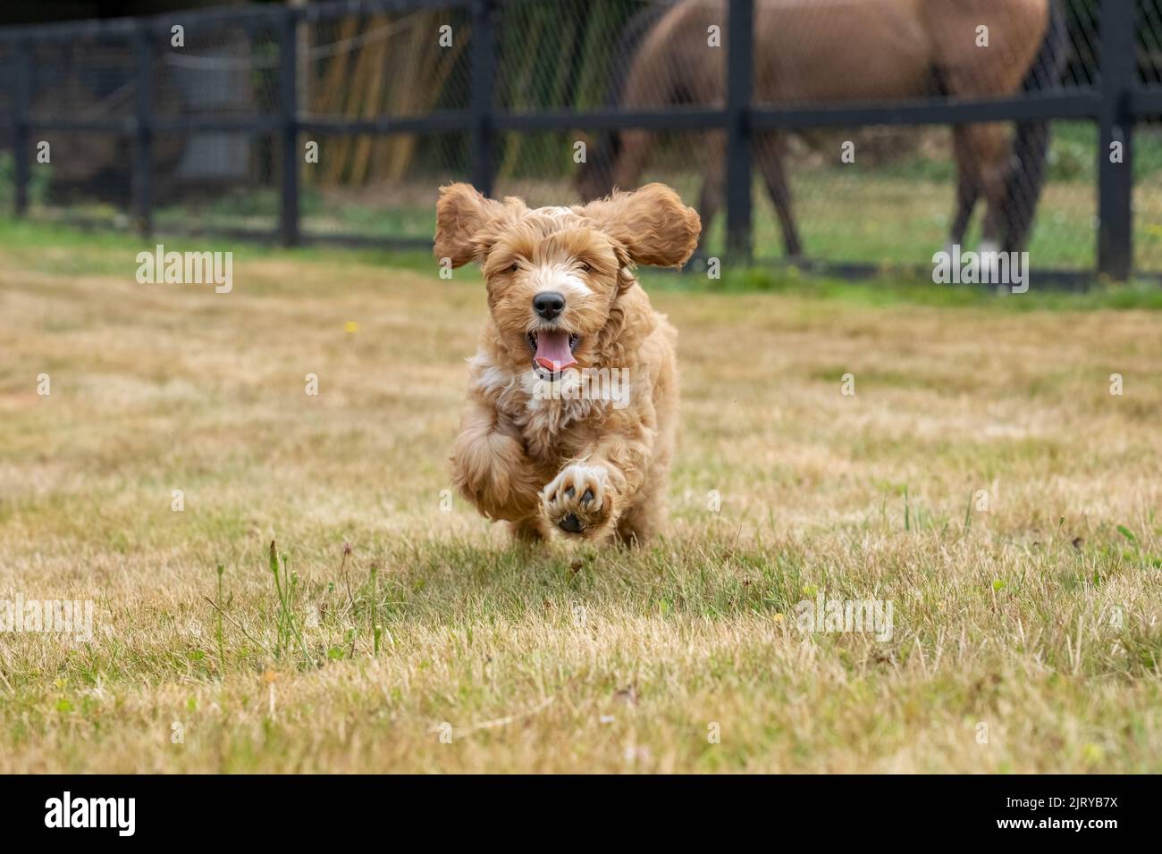 Issaquah, Washington, USA.  3-month old Aussiedoodle puppy named 'Bella' running in the field with a horse in the background.  (PR) Stock Photo