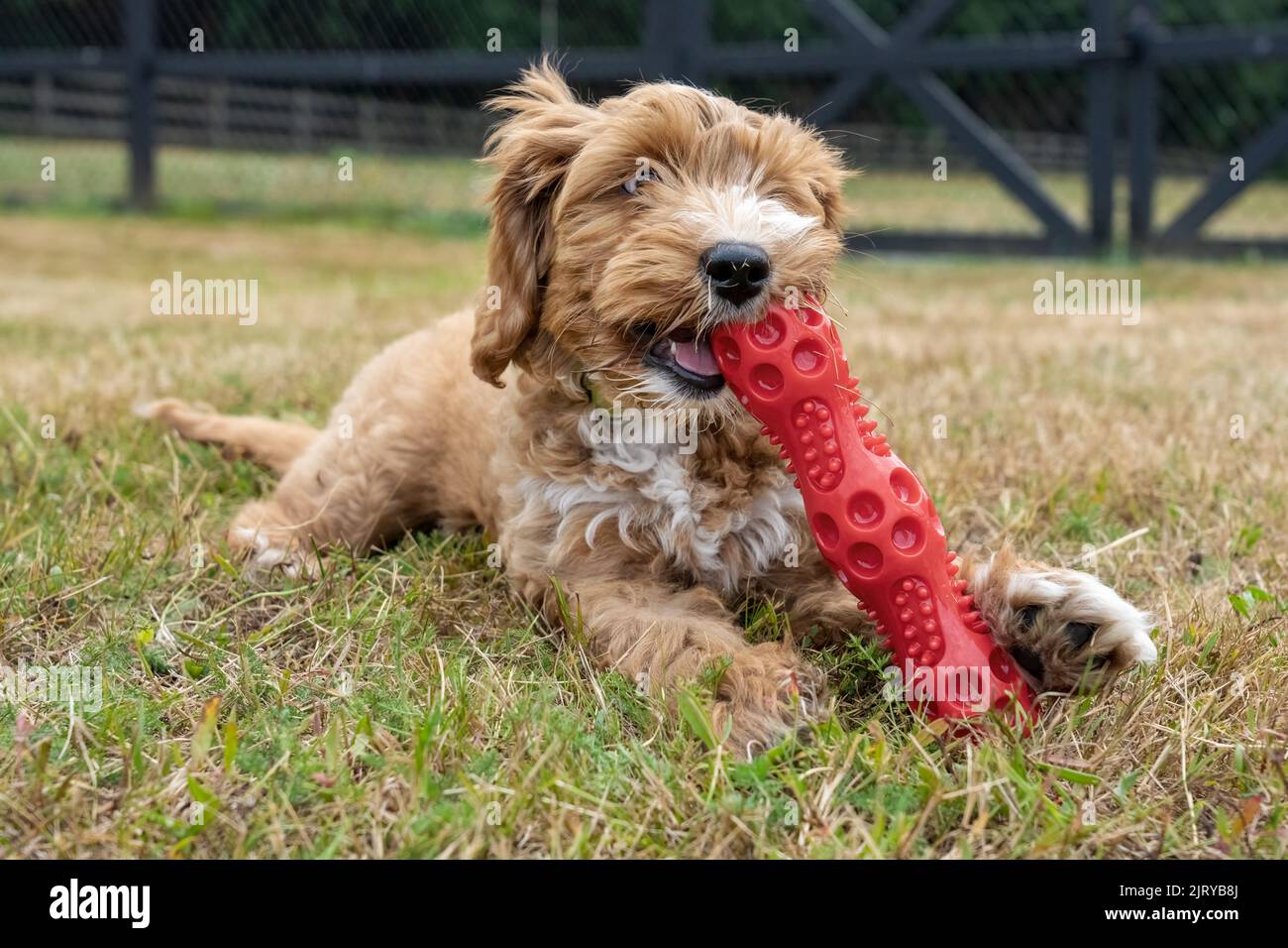 Issaquah, Washington, USA.  3-month old Aussiedoodle puppy named 'Bella' chewing on a red plastic toy.  (PR) Stock Photo