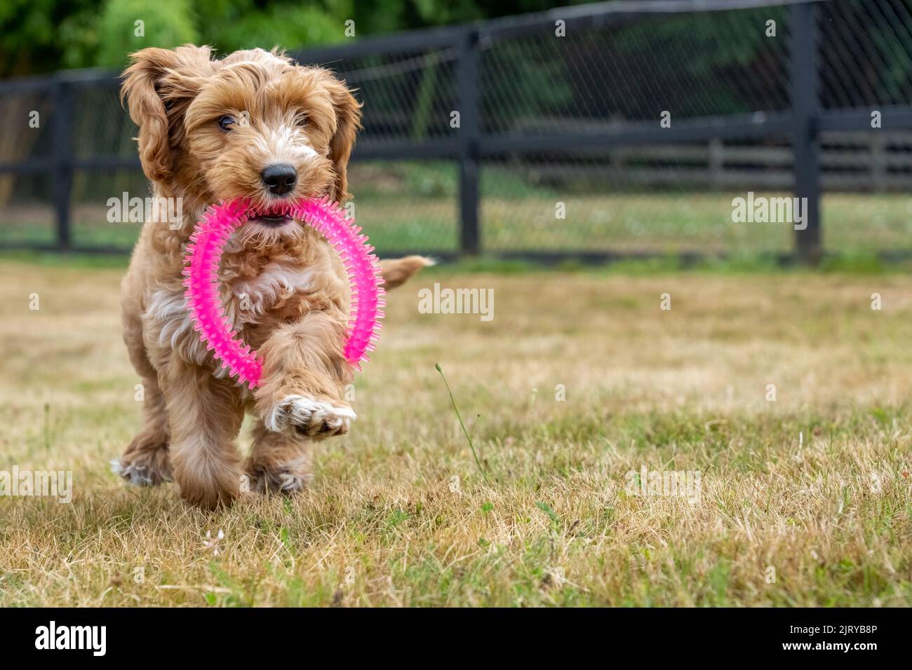 Issaquah, Washington, USA.  3-month old Aussiedoodle puppy named 'Bella' tripping on a pink plastic ring she was carrying.  (PR) Stock Photo