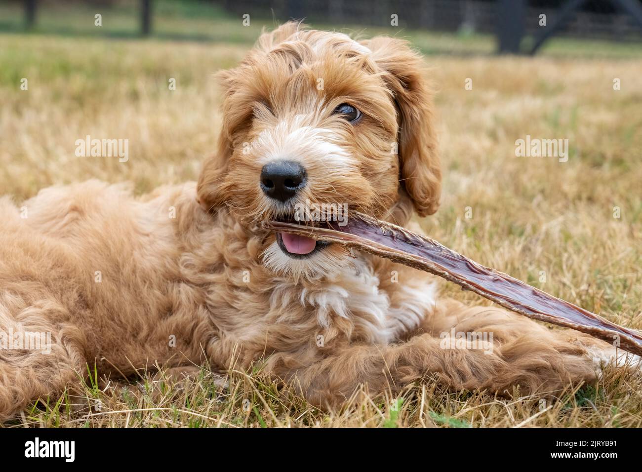 Issaquah, Washington, USA.  3-month old Aussiedoodle puppy named 'Bella' lying in a field eating a beef chew stick.  (PR) Stock Photo