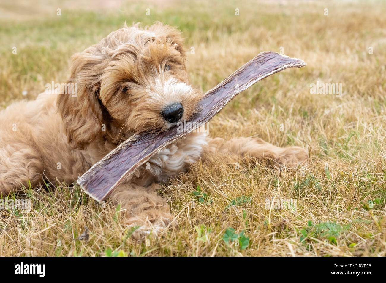 Issaquah, Washington, USA.  3-month old Aussiedoodle puppy named 'Bella' lying in a field eating a beef chew stick.  (PR) Stock Photo