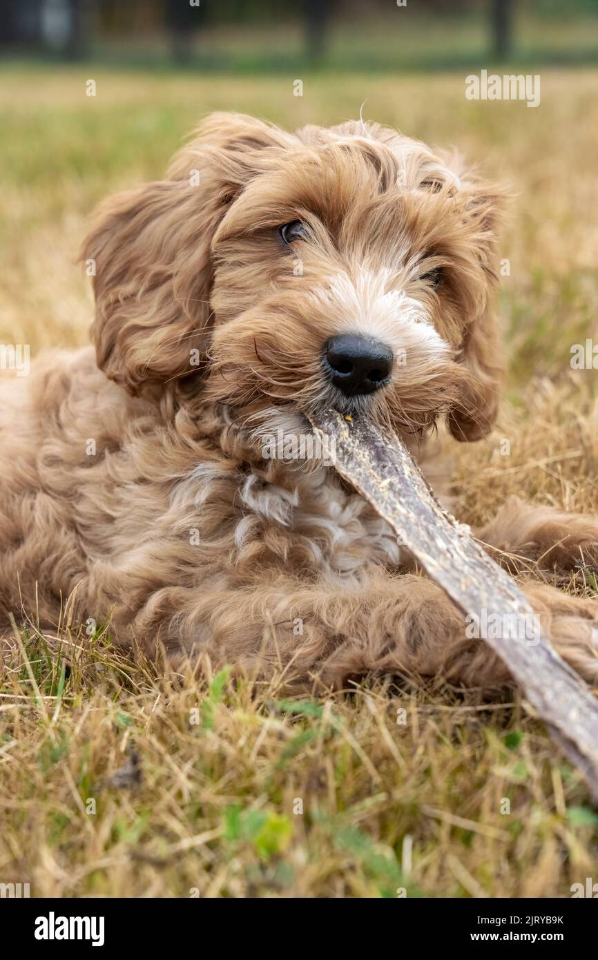 Issaquah, Washington, USA.  3-month old Aussiedoodle puppy named 'Bella' lying in a field with a chew stick.  (PR) Stock Photo