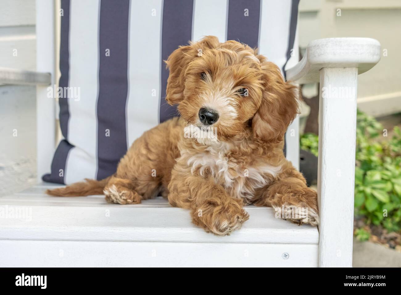 Issaquah, Washington, USA.  3-month old Aussiedoodle puppy named 'Bella' reclining on a white wooden patio chair  (PR) Stock Photo
