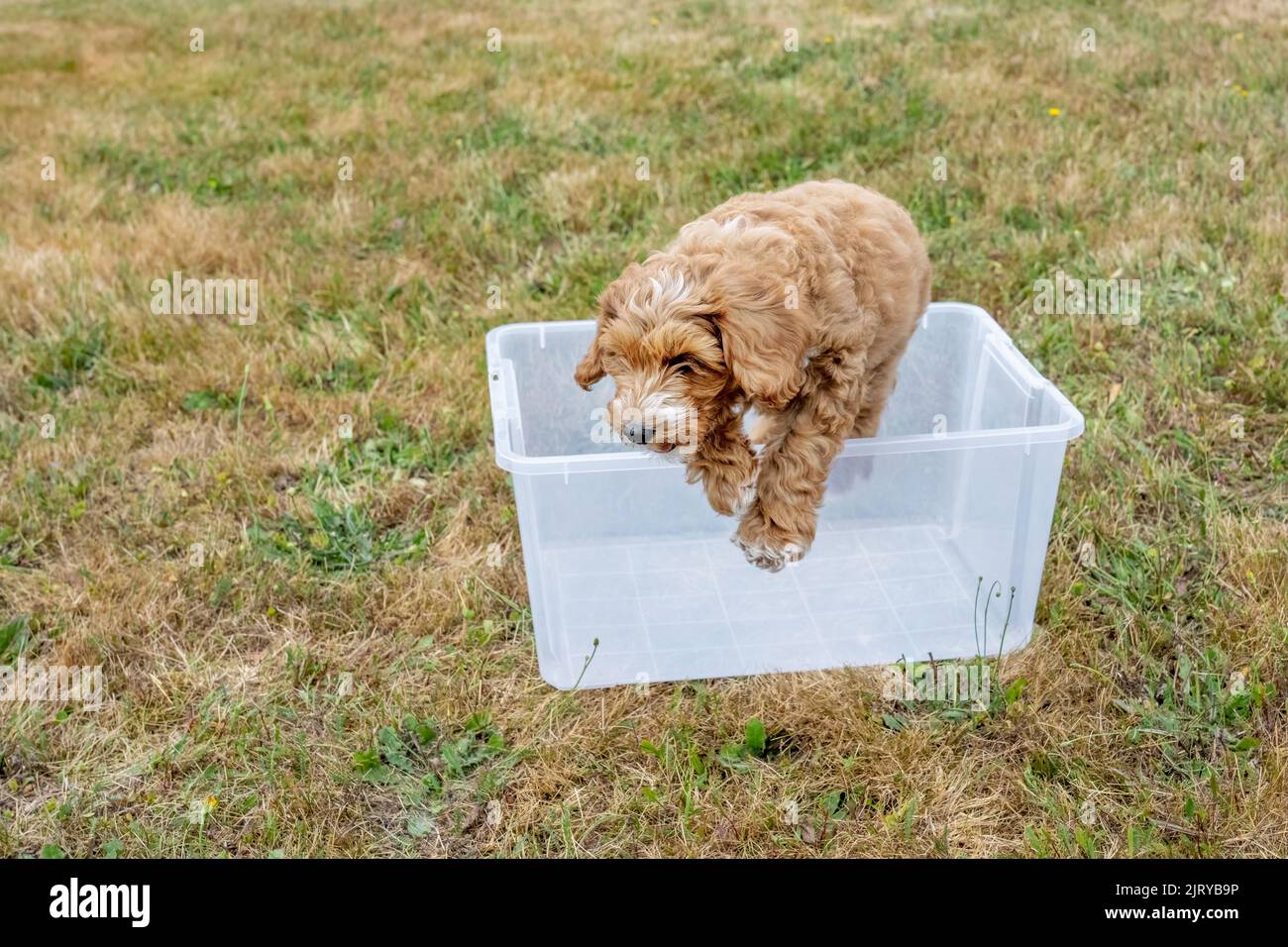 Issaquah, Washington, USA.  3-month old Aussiedoodle puppy named 'Bella' jumping out of a plastic tub.  (PR) Stock Photo