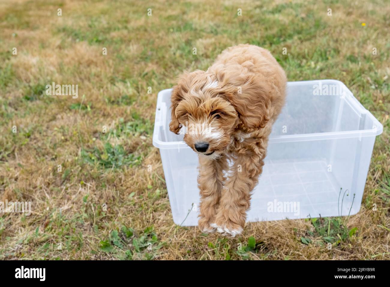 Issaquah, Washington, USA.  3-month old Aussiedoodle puppy named 'Bella' jumping out of a plastic tub.  (PR) Stock Photo